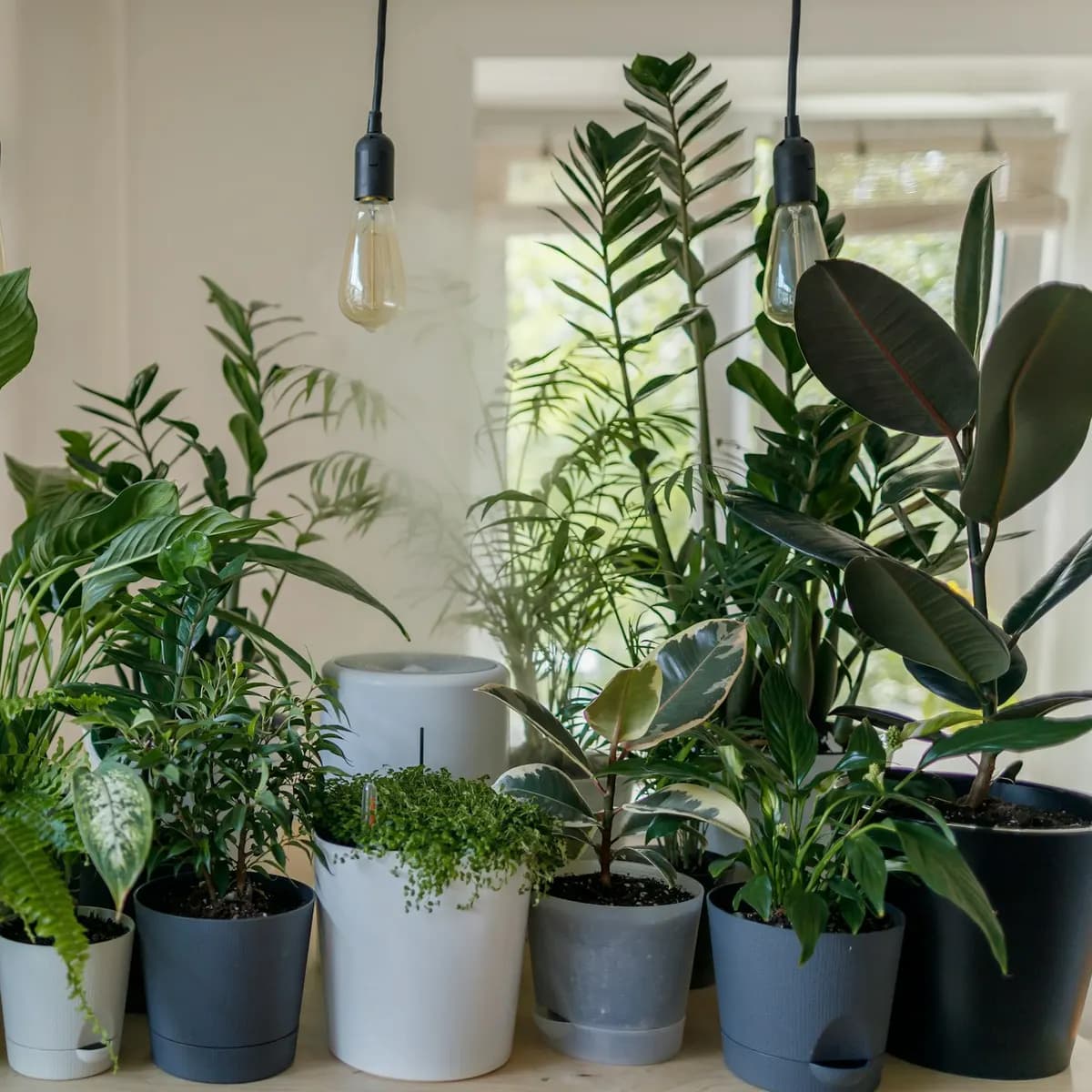 Snake Plant (Sansevieria) in Pot