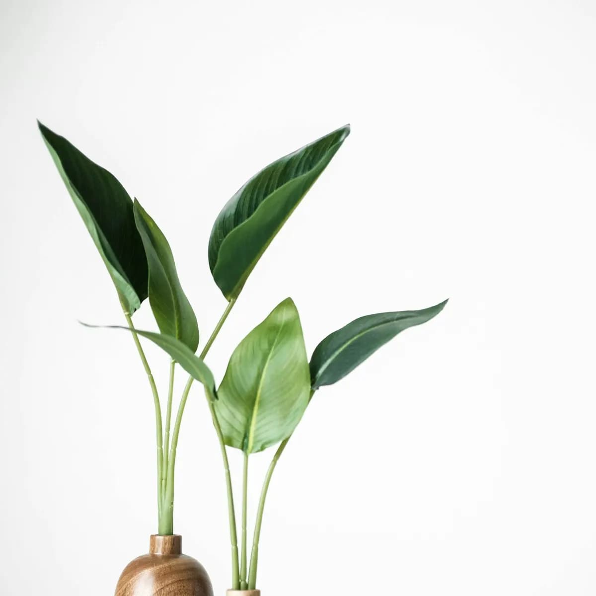 Money Plant in Pot